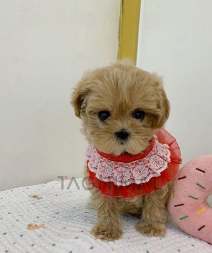 Maltipoo puppy for sale, dog for sale at Tagnimal