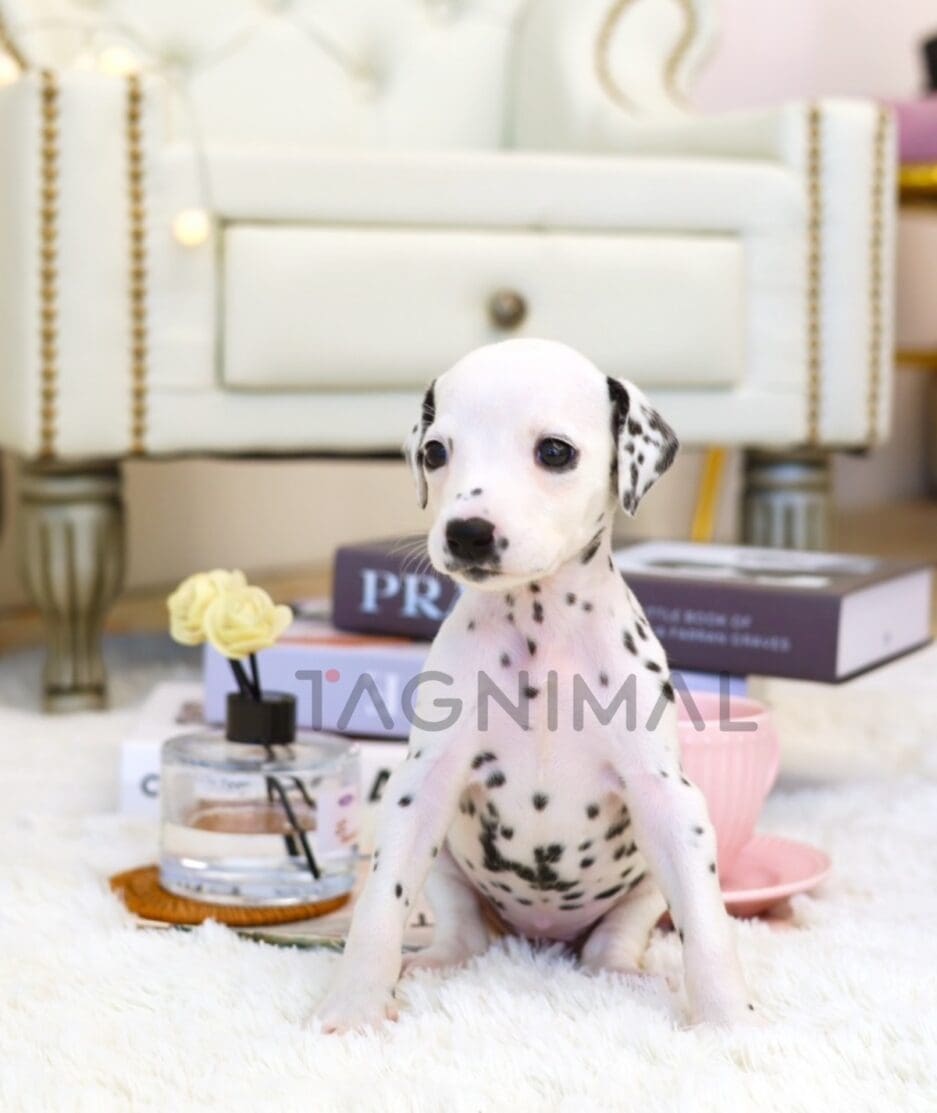 Dalmatian puppy for sale, dog for sale at Tagnimal