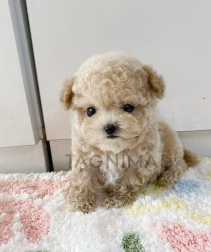 Maltipoo puppy for sale, dog for sale at Tagnimal