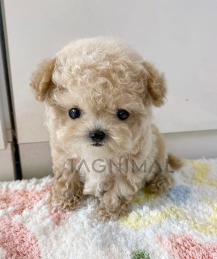 Maltipoo puppy for sale, dog for sale at Tagnimal