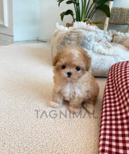 Maltipoo puppy for sale, dog for sale at Tagnimal