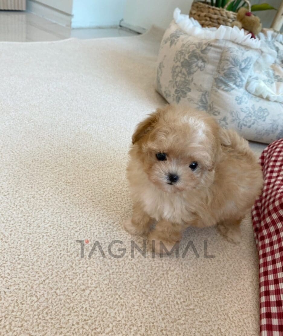 Maltipoo puppy for sale, dog for sale at Tagnimal