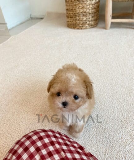 Maltipoo puppy for sale, dog for sale at Tagnimal