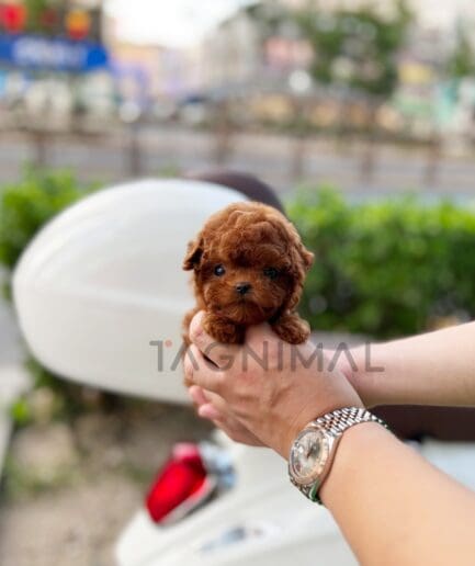 Poodle puppy for sale, dog for sale at Tagnimal