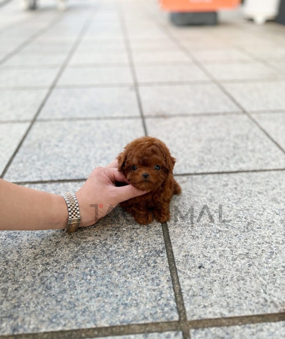 Poodle puppy for sale, dog for sale at Tagnimal