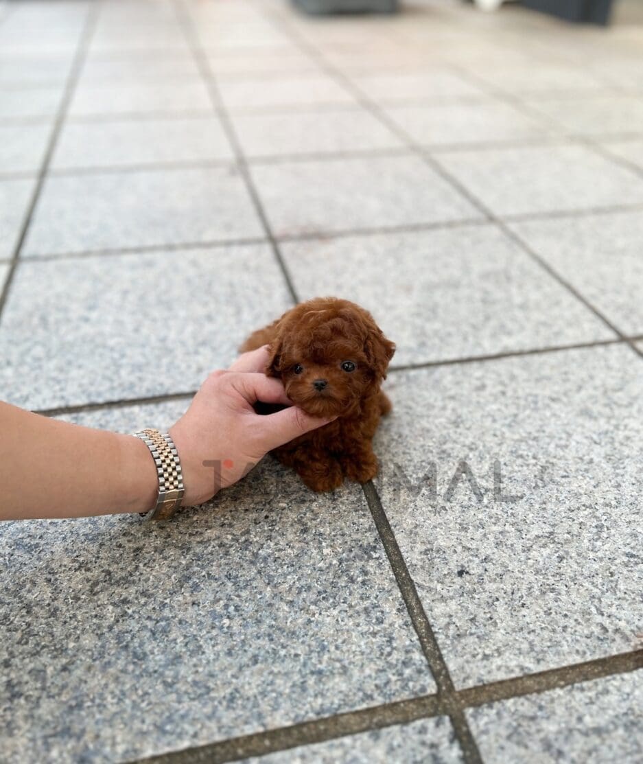 Poodle puppy for sale, dog for sale at Tagnimal