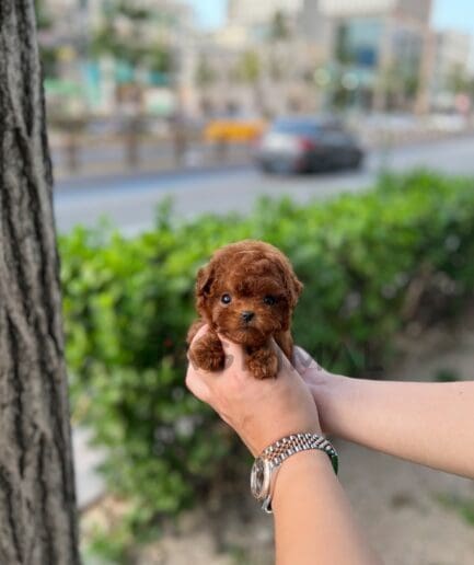 Poodle puppy for sale, dog for sale at Tagnimal