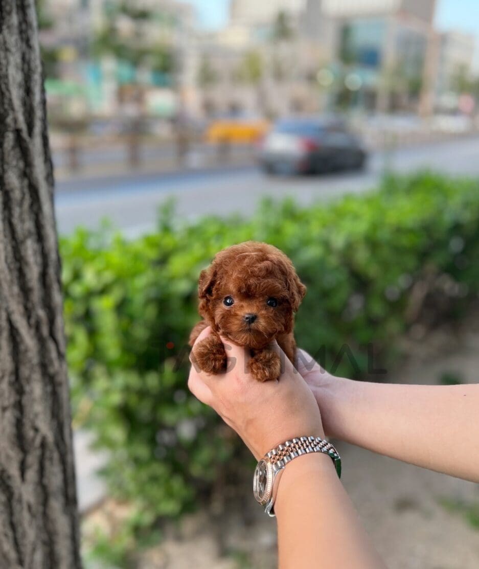 Poodle puppy for sale, dog for sale at Tagnimal