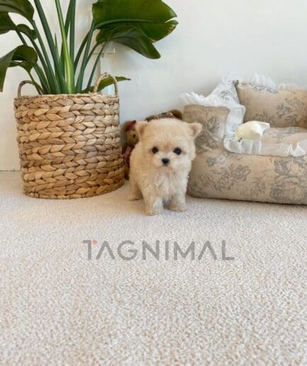 Maltipoo puppy for sale, dog for sale at Tagnimal