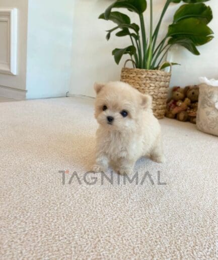 Maltipoo puppy for sale, dog for sale at Tagnimal