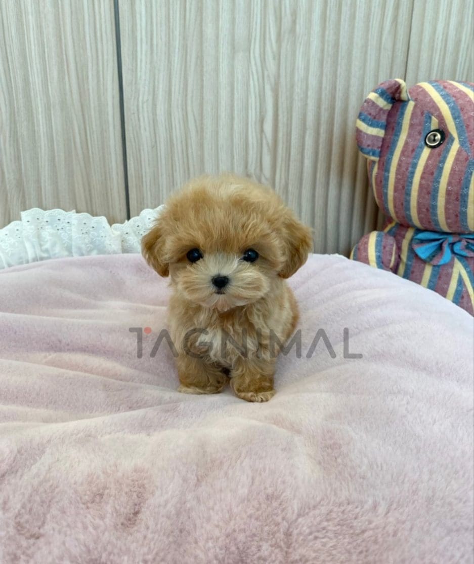 Maltipoo puppy for sale, dog for sale at Tagnimal