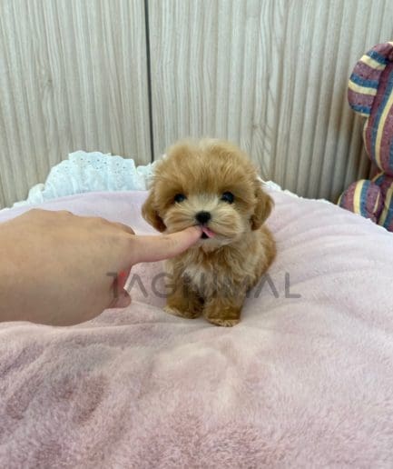 Maltipoo puppy for sale, dog for sale at Tagnimal