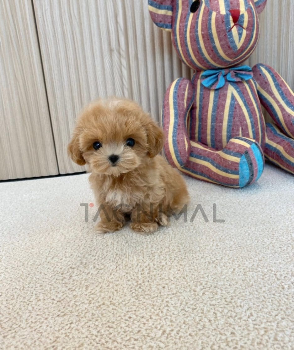 Maltipoo puppy for sale, dog for sale at Tagnimal