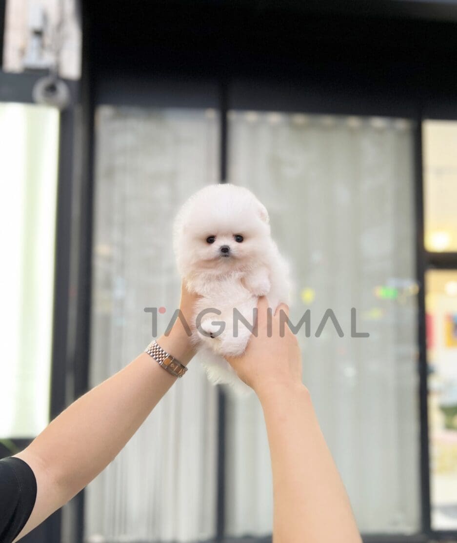 Pomeranian puppy for sale, dog for sale at Tagnimal