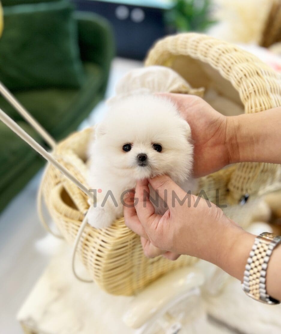 Pomeranian puppy for sale, dog for sale at Tagnimal