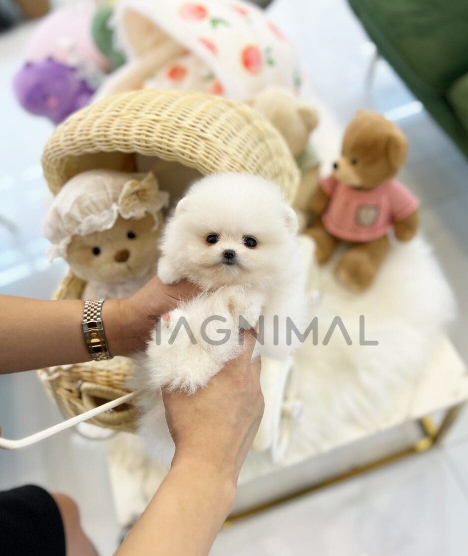 Pomeranian puppy for sale, dog for sale at Tagnimal