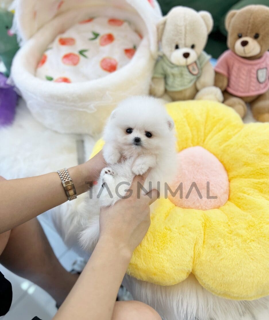 Pomeranian puppy for sale, dog for sale at Tagnimal