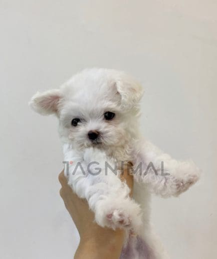 Maltese puppy for sale, dog for sale at Tagnimal