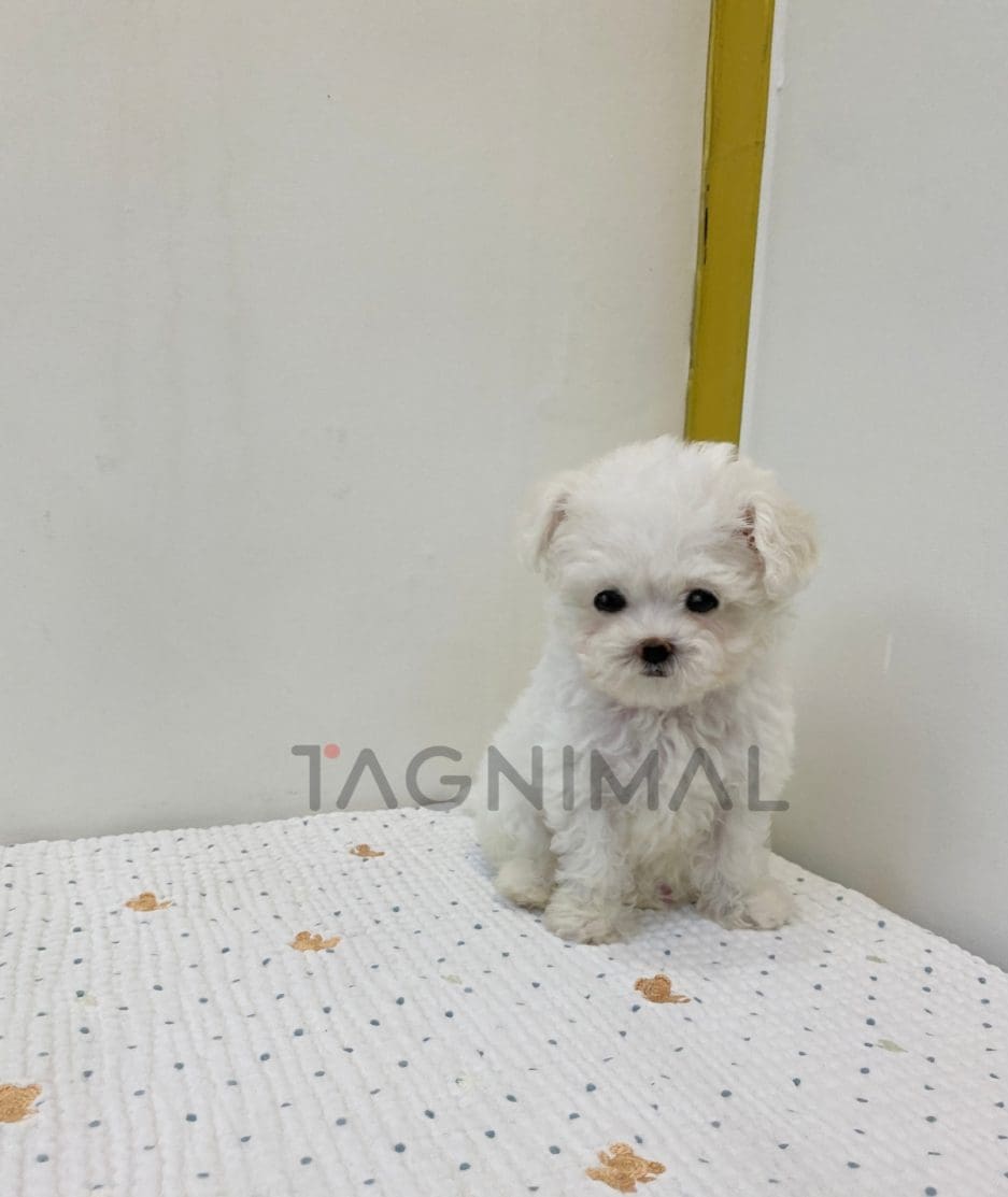 Maltese puppy for sale, dog for sale at Tagnimal