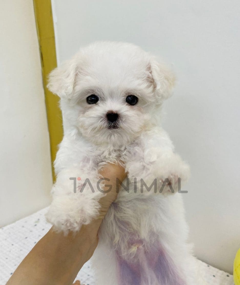 Maltese puppy for sale, dog for sale at Tagnimal