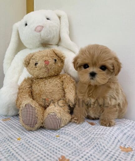 Maltipoo puppy for sale, dog for sale at Tagnimal