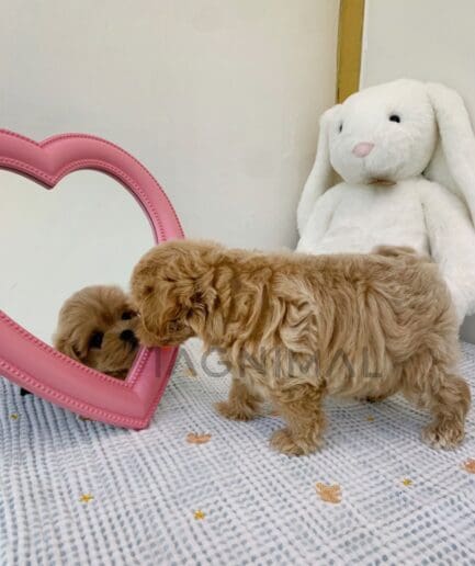 Maltipoo puppy for sale, dog for sale at Tagnimal