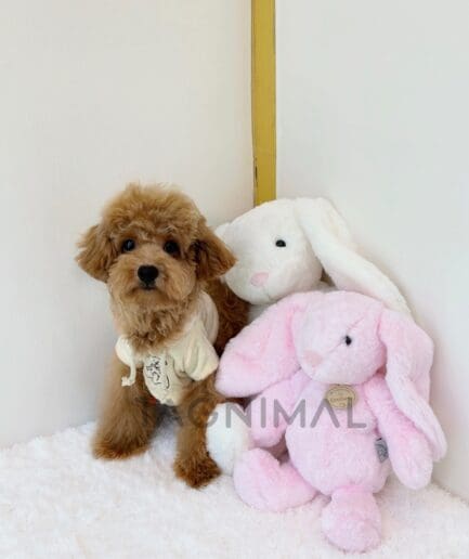 Poodle puppy for sale, dog for sale at Tagnimal