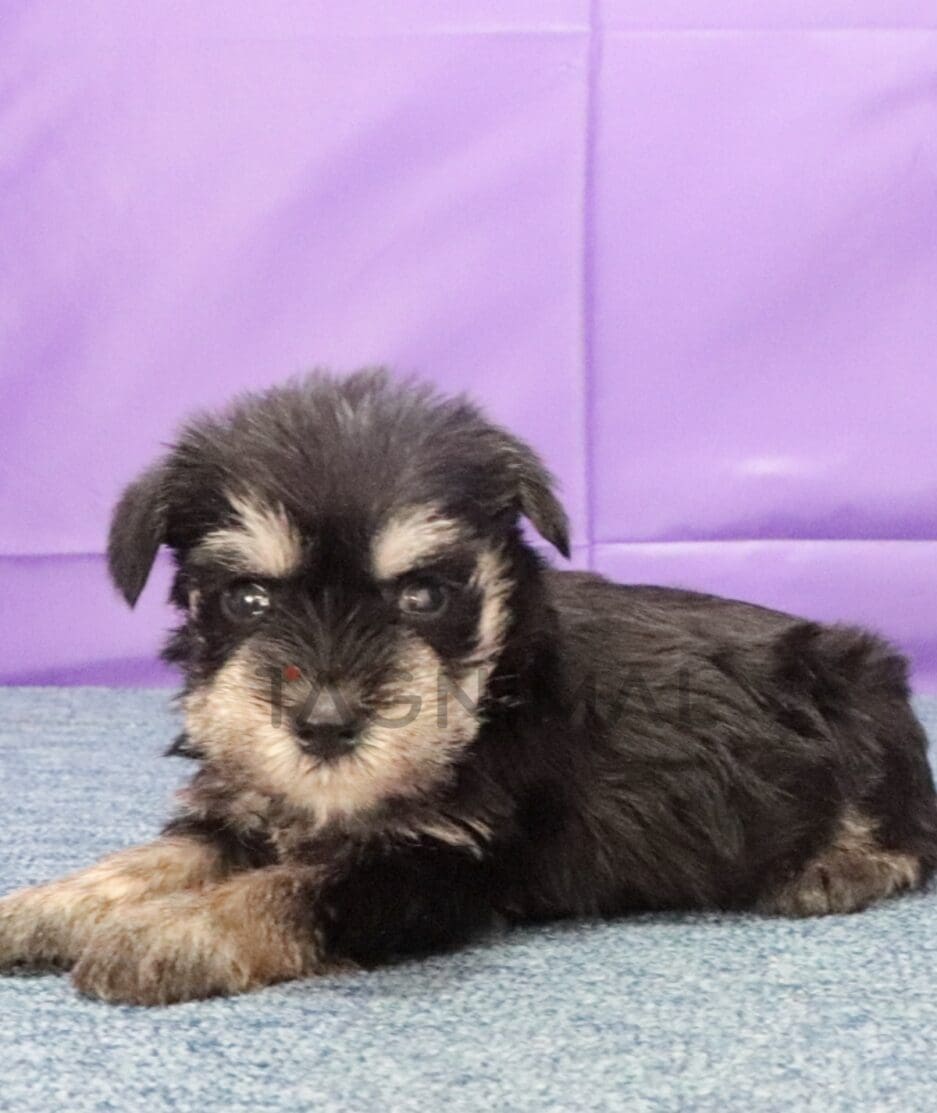 Schnauzer puppy for sale, dog for sale at Tagnimal