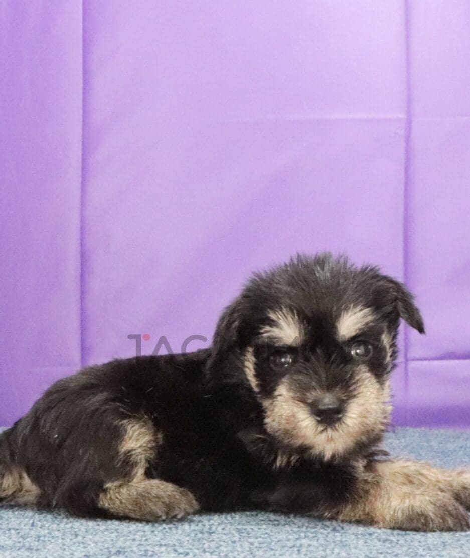 Schnauzer puppy for sale, dog for sale at Tagnimal