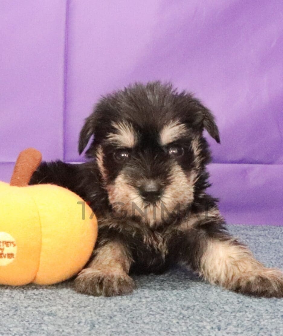 Schnauzer puppy for sale, dog for sale at Tagnimal