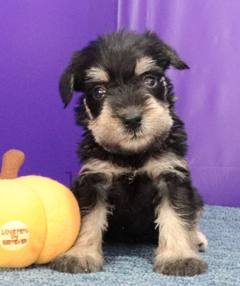 Schnauzer puppy for sale, dog for sale at Tagnimal