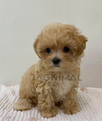 Maltipoo puppy for sale, dog for sale at Tagnimal