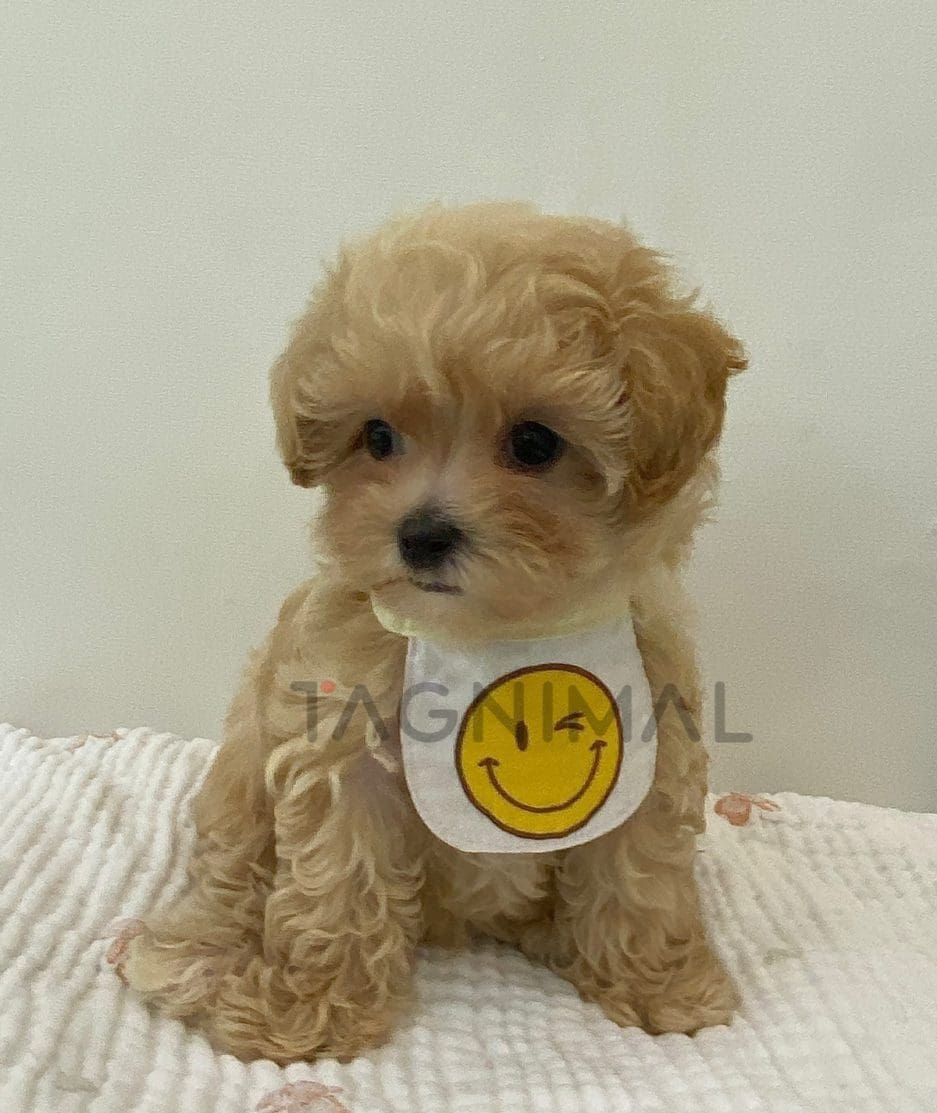 Maltipoo puppy for sale, dog for sale at Tagnimal