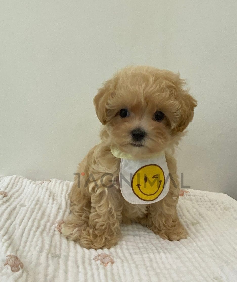 Maltipoo puppy for sale, dog for sale at Tagnimal