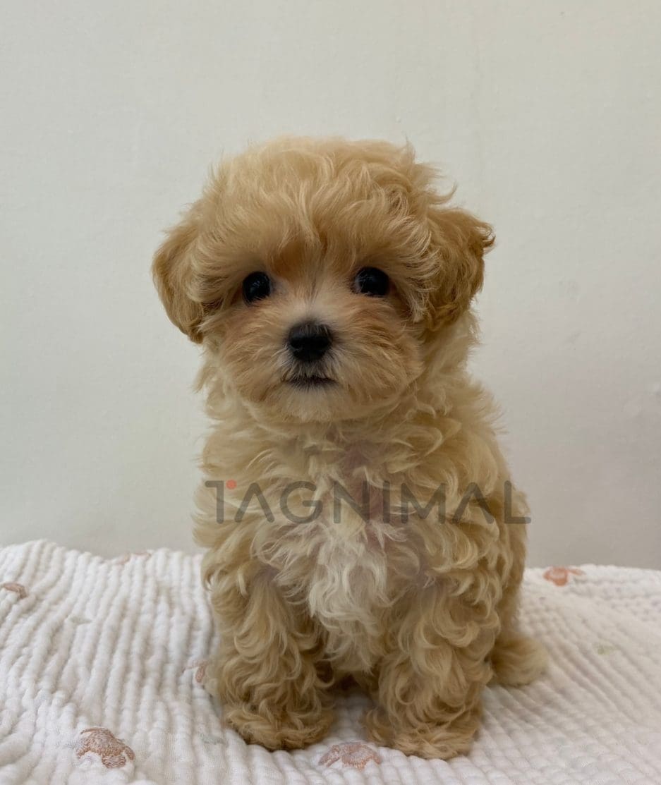 Maltipoo puppy for sale, dog for sale at Tagnimal