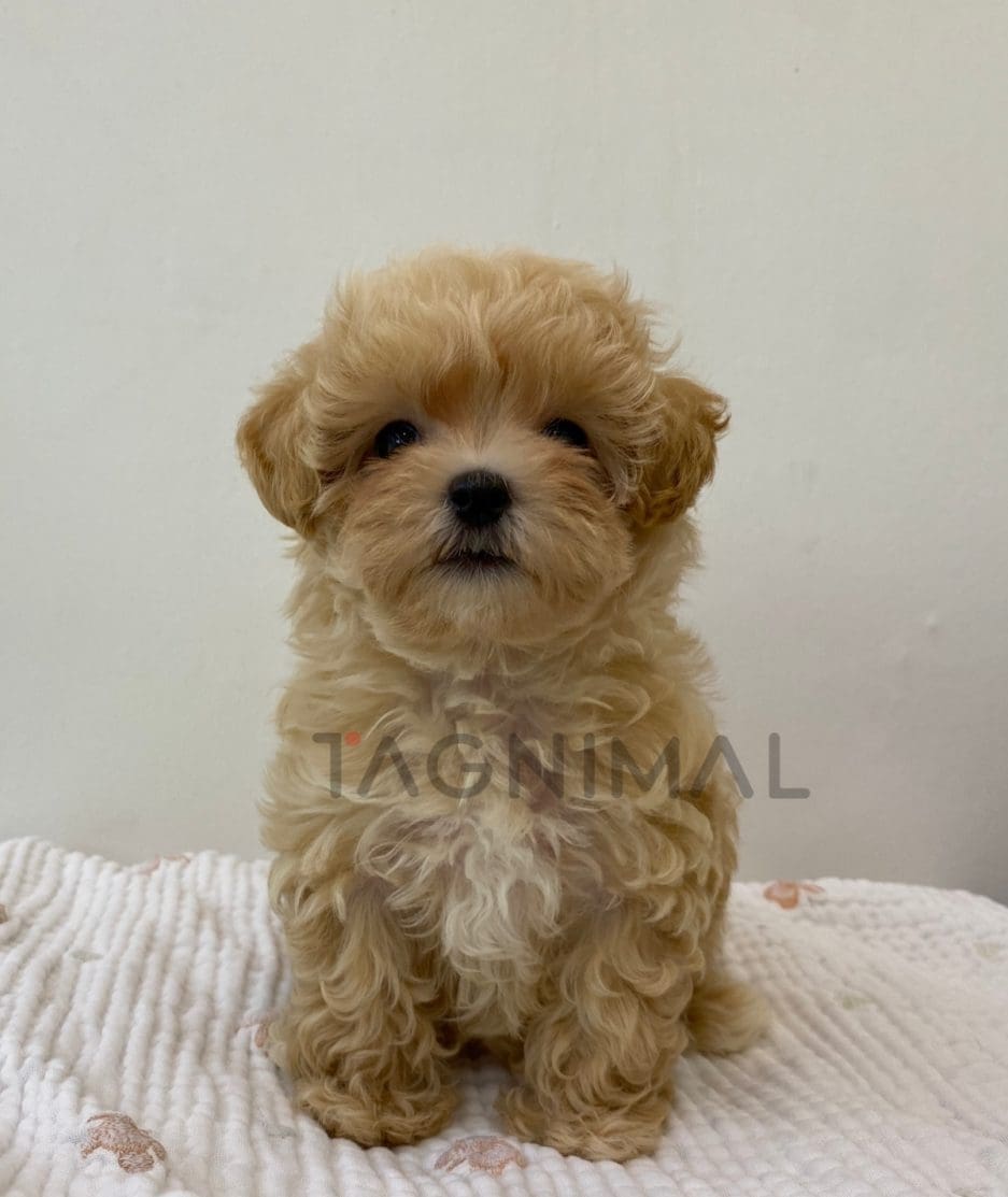 Maltipoo puppy for sale, dog for sale at Tagnimal