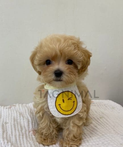 Maltipoo puppy for sale, dog for sale at Tagnimal