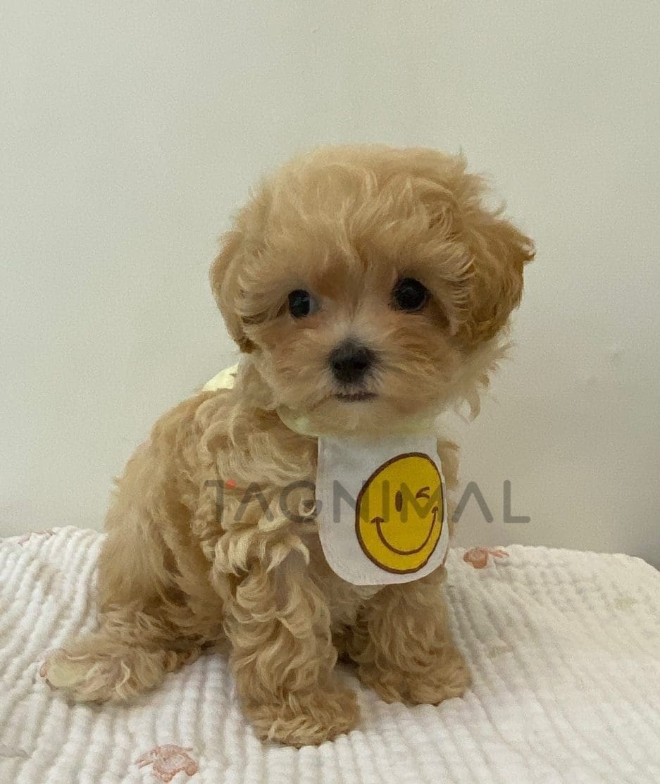 Maltipoo puppy for sale, dog for sale at Tagnimal