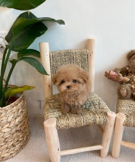 Maltipoo puppy for sale, dog for sale at Tagnimal