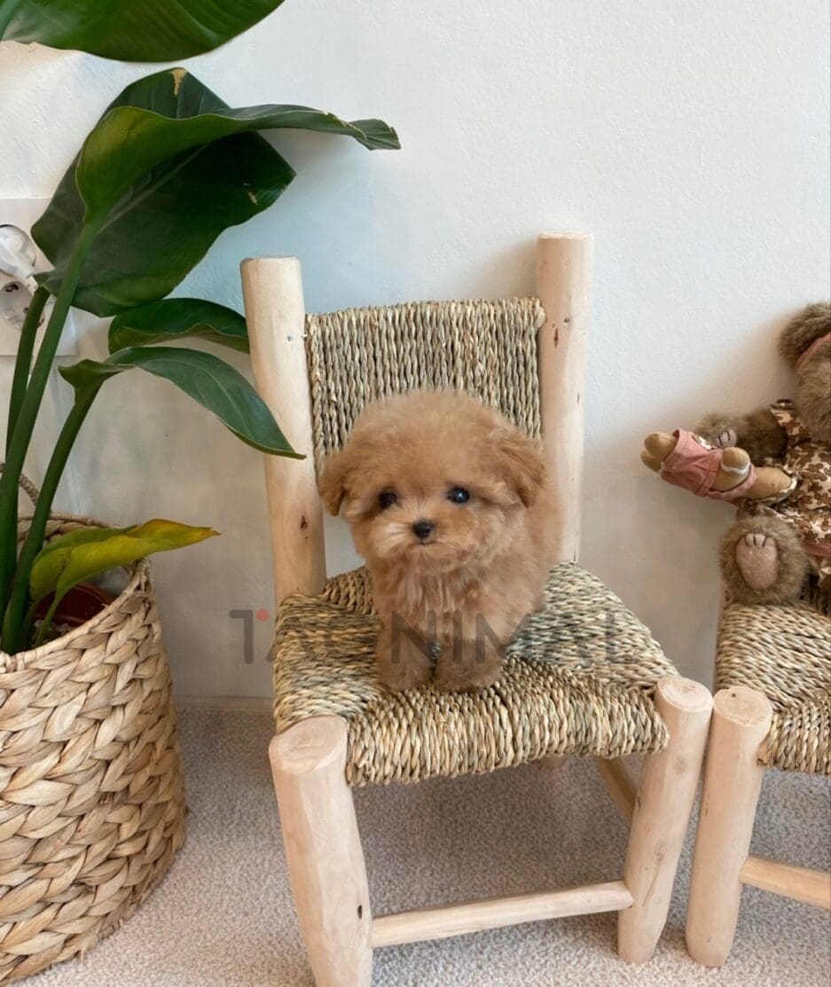 Maltipoo puppy for sale, dog for sale at Tagnimal