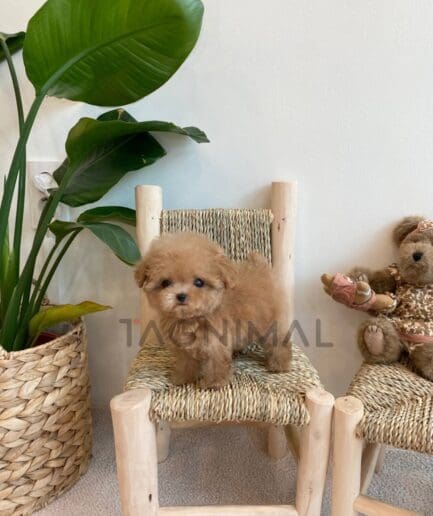 Maltipoo puppy for sale, dog for sale at Tagnimal