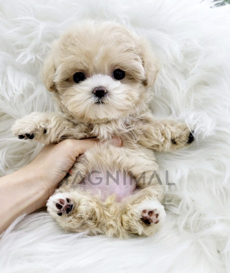 Maltipoo puppy for sale, dog for sale at Tagnimal