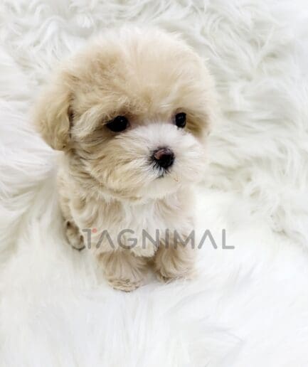 Maltipoo puppy for sale, dog for sale at Tagnimal