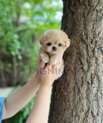 Maltipoo puppy for sale, dog for sale at Tagnimal