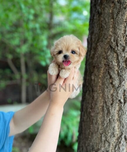 Maltipoo puppy for sale, dog for sale at Tagnimal