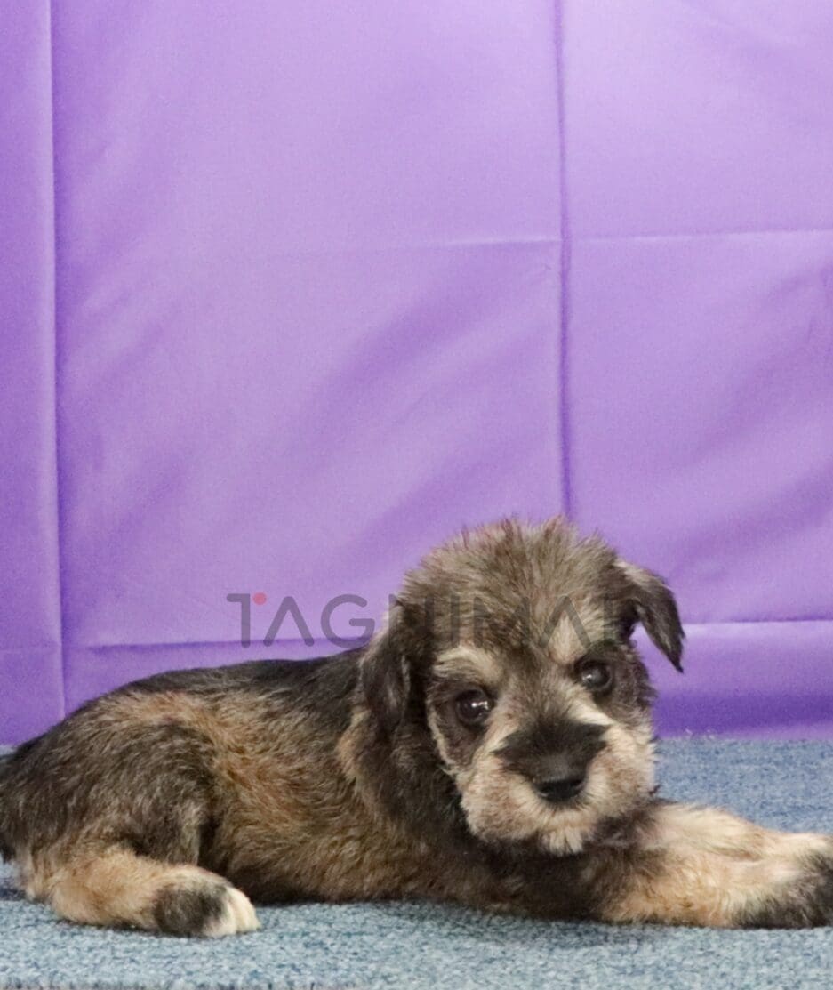 Schnauzer puppy for sale, dog for sale at Tagnimal