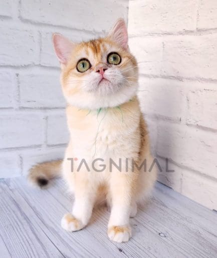 British shorthair kitten for sale, cat for sale at Tagnimal