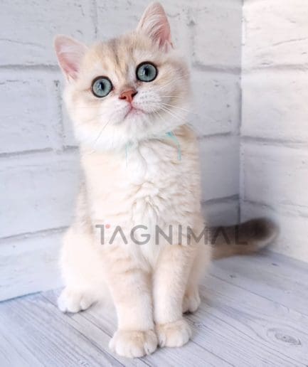 British shorthair kitten for sale, cat for sale at Tagnimal