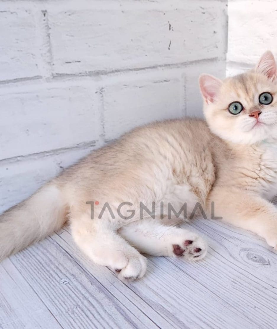 British shorthair kitten for sale, cat for sale at Tagnimal