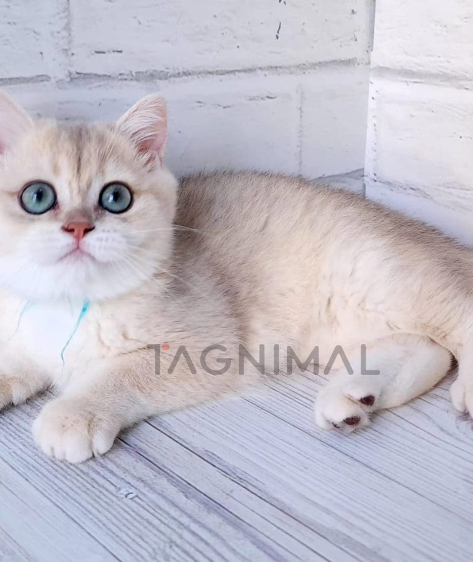 British shorthair kitten for sale, cat for sale at Tagnimal